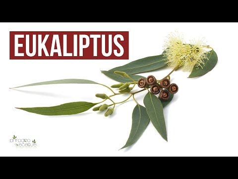 Video: Eukaliptusovo ulje i vatra - informacije o zapaljivim stablima eukaliptusa