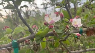 Progreso de la flor de manzana