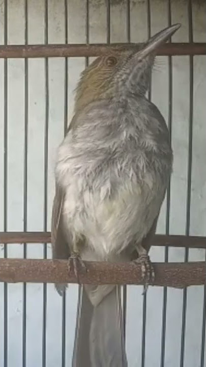 Burung siri-siri raja, suara panjang