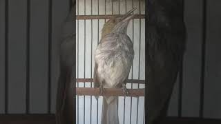 Burung siri-siri raja, suara panjang