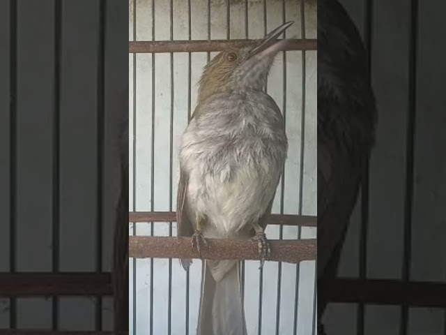 Burung siri-siri raja, suara panjang class=