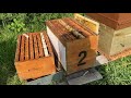 S02E09 Explications et ....ect... | LRSG #apiculture 2023 #beekeeper