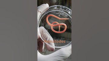 Microgravity Marvels: Nematodes Navigating Nebulas in Space! 🚀 #shorts #science #space