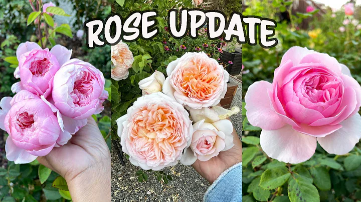 Rose Update Late August/David Austin Roses/Weeks R...