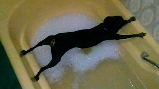 Cani che non vogliono fare il bagno! Animali divertenti