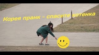 Корея пранк - спасите котенка