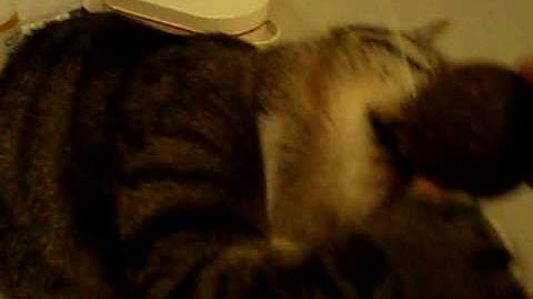 Catnip Overdose, part 2: Mato