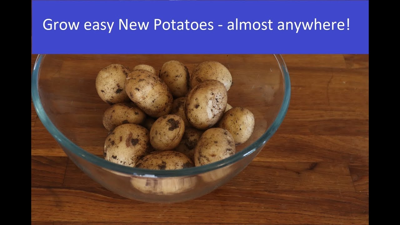 The easy way to grow new potatoes (earthing up & harvesting) YouTube