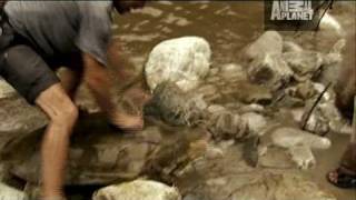 River Monsters: Turtle Strikes Like a Snake