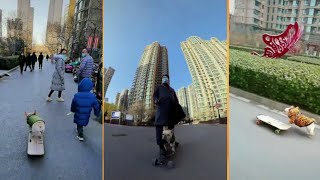 天才狗会滑板skateboarding dog tiktok China抖音