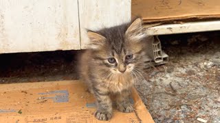 Skittish kittens are so cute, meow