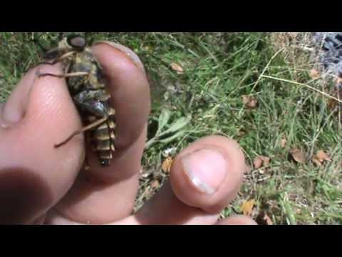 Слепень.Слепни.Насекомое.Слепень кровососущее насекомое.Кровососущее насекомое.Лошадиные слепни