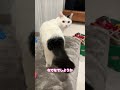 猫が甘えるか悩んでこうなりました