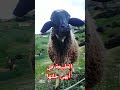 بهطول المطر تصير للحياة معنى