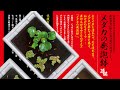 【スドーメダカの発泡鉢】メダカの屋外飼育におすすめ（商品紹介）
