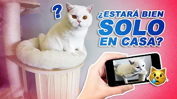 ¿Está bien que los gatos se queden solos en casa?