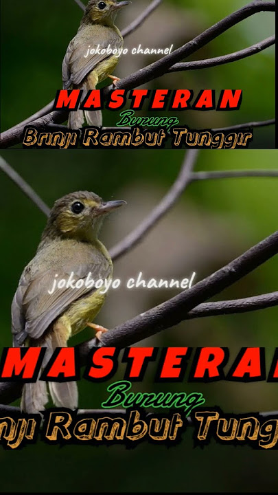 burung brinji, cocok untuk masteran cucak ijo #kicaumania #masterangerejatarung #burungbrinji