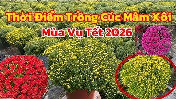 Thời Điểm Trồng Cúc Mâm Xôi Vụ Mùa Tết 2026 | 4 Cơi Và 5 Cơi