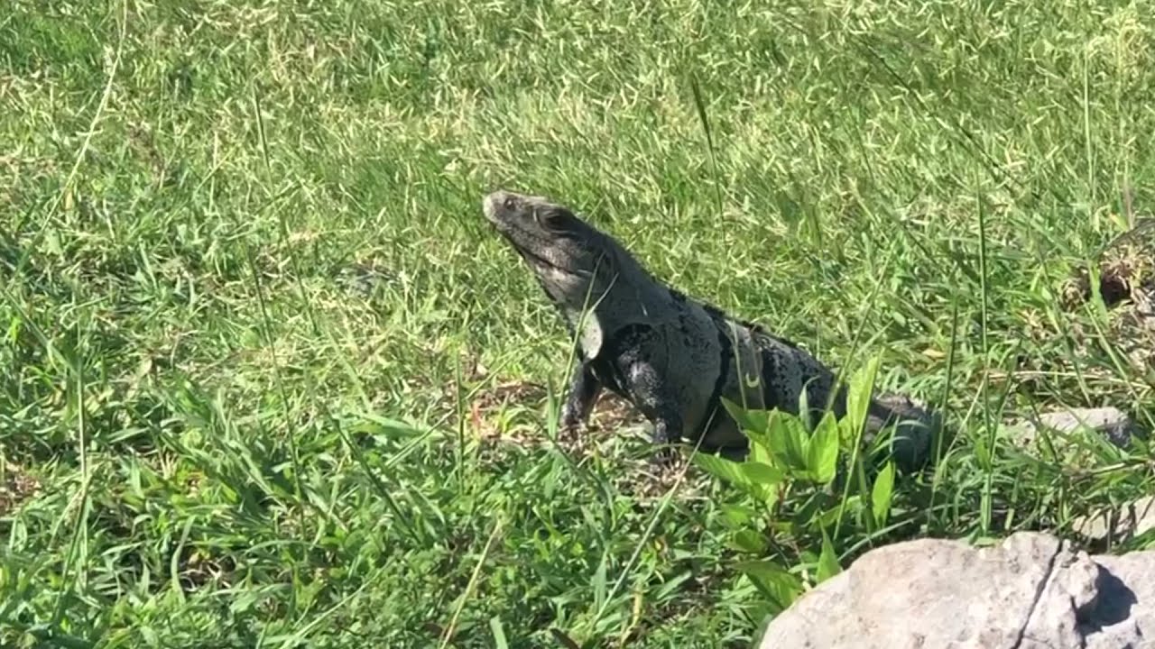 How High Does The Iguana Jump? - Tulum - Yucatan Peninsula - Mexico