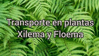 Transporte en plantas: Xilema y Floema
