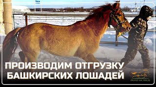 Ранчо на Урале / Производим отгрузку Башкирских лошадей в Республику Казахстан / Будни Фермера