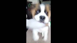 Saint Bernard puppy knocks over wheelchair user Dad!