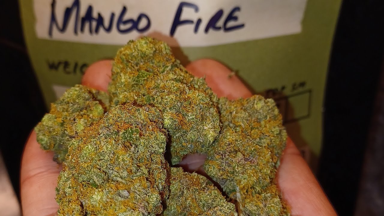 Mango Fire, Indoor grown 