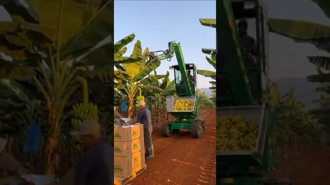 Futuristic Banana Harvesting: Machines That Pick Bananas Instantly!"🍌🍌