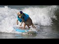 Dogs hit the surfboards to raise money for shelter orphan pets