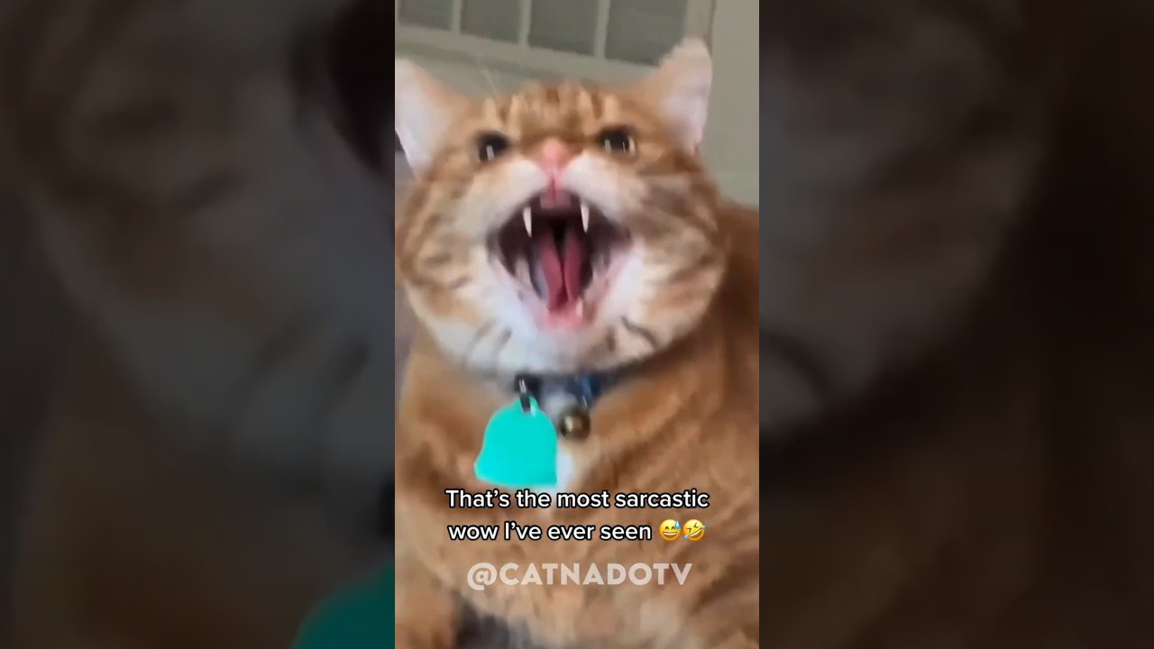cat core🐈 #cat #funny #core #cats #funnycats #catcore