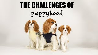 The Challenges of a new Puppy
