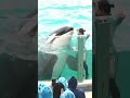ラビーちゃんと匠トレーナー相思相愛、#shorts