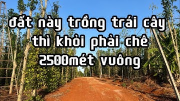 khó khăn chồng chất khó khăn đành phải bán mảnh đất cực đẹp phù hợp trồng trái cây ở bà rịa vũng tàu