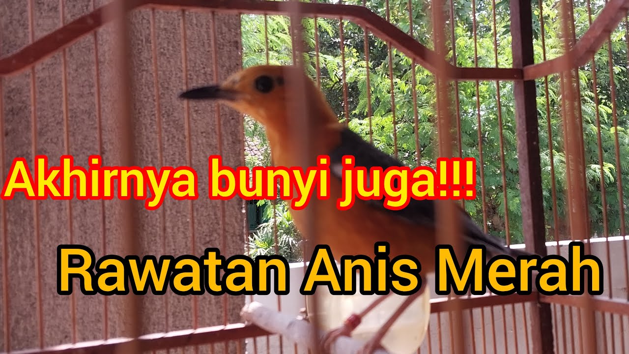 Rawatan 1,5 tahun akhirnya bunyi.. Saya merawat anis merah seperti ini!! Kata kuncinya ,