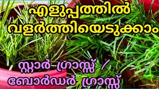 star grass(border grass)planting tips Malayalam/hemigraphis rependa/subtitle/my splendid days/latest