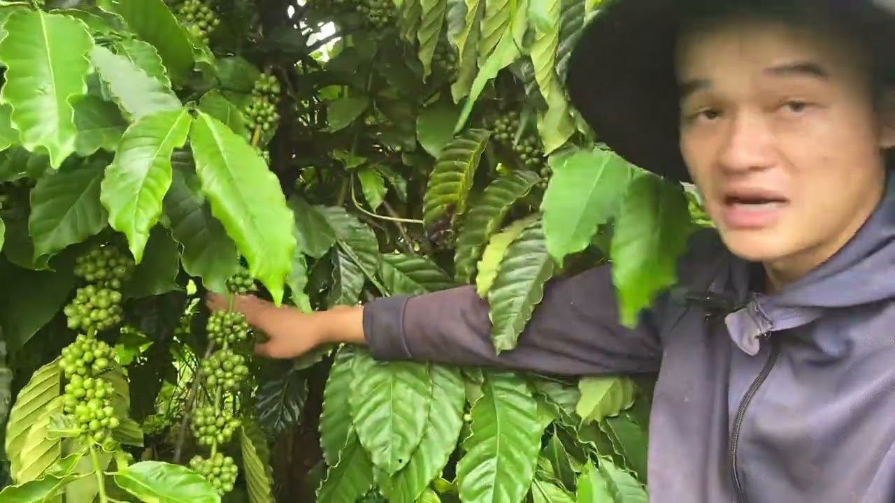 cắt cành gốc có nên hay không