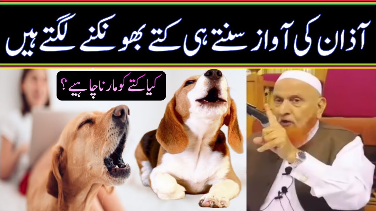 آذان کی آواز سنتے ہی کتے بھونکنے لگتے ہیں کیا کتوں کو مارنا چاہیے/مولانا مکی الحجازی/مدینہ درس/