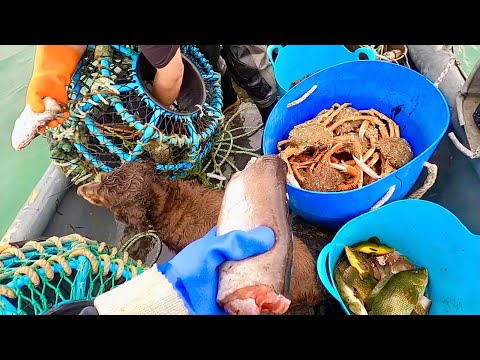 TWO MEN & A DOG PULL LOBSTER CRAB POTS ! Octopus Eating Conger Eels 
