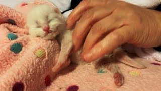 Recuse Newborn Kitten Lost His Cat Mom and All Sibling Growing Up In Incubator So Feistyd