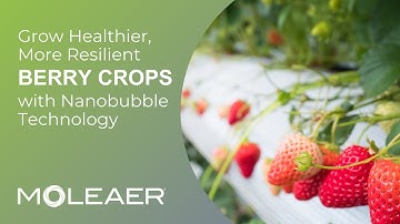 Unlock the Secret to Healthier, More Resilient Berry Crops with Moleaer