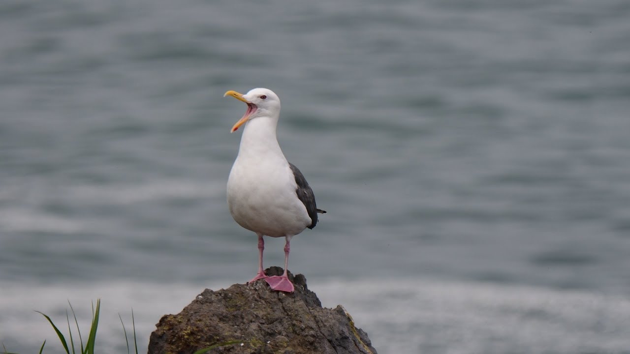 いきものの音声の世界 オオセグロカモメの鳴き声 鳥類 約2分 ４k撮影 Youtube