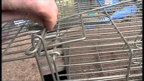 Whole Family Rat Cage Trap