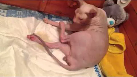 Video 1186841: hairless peterbald, peterbald kittens, hairless cat, beautiful hairless, haired kitten