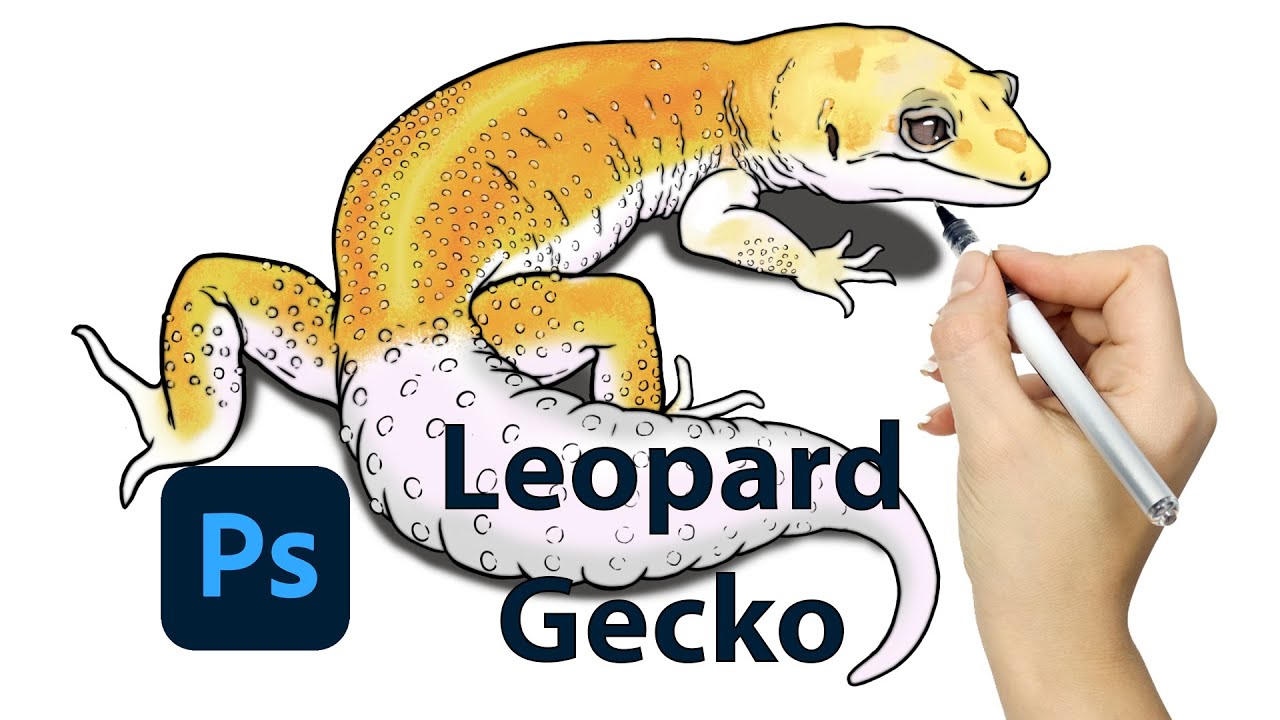 How i draw a leopard gecko | Como dibujar un gecko leopardo! - YouTube