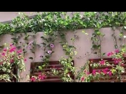 افضل نبات لتغطية الحوائط المشوهه وتحملا للحراره إيبوميا او ظلف الماعز