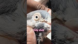 #totalgaming #freex #garenafreefire #hearthackernikk #viral #pigeon #pigeonlaver #instagramstories