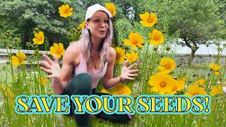 How to Collect Coreopsis Seeds | Harvest, Dry & Store Tickseed Seeds