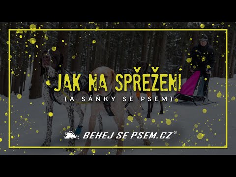 Video: Kam Na Psí Spřežení