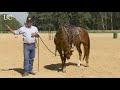 TV UC - Um novo cavalo para treinar, o que faço na primeira sessão