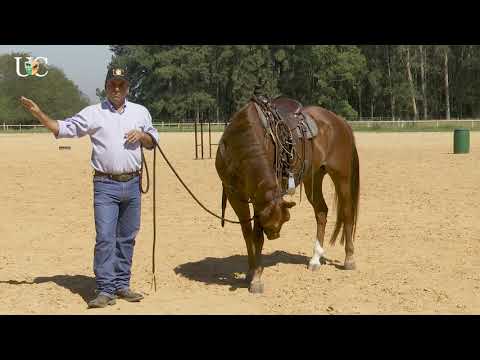 Vídeo: Como eu treino um cavalo